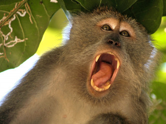 Baboon Wallpaper