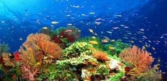Fish Swimming Live Wallpaper