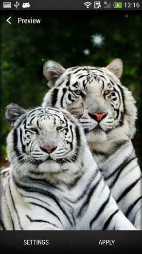 Tigers Live Wallpaper Is A Fierce And Powerful That