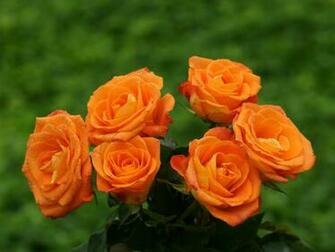 Orange Roses Wallpaper