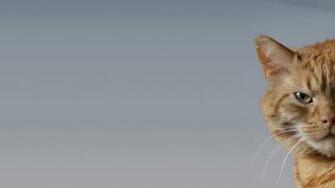 Cat Desktop Pc And Mac Wallpaper
