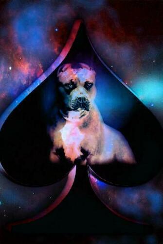Animals Wallpaper Pitbull Of Spade With Size