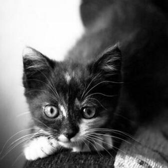 Tags Kitten Cat Cute