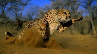 Running Cheetah HD Wallpaper Smashing