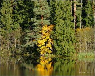 Wallpaper Golden Tree Background