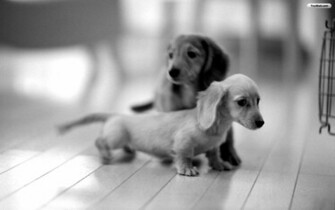 Funny Puppy Dog Black And White Pictures