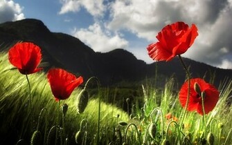Poppy Wallpaper Flowers Nature