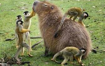 Capybara HD Wallpaper Background Image Id