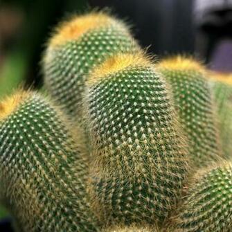 Prickly Cactus iPad Mini Wallpaper IwallHD HD