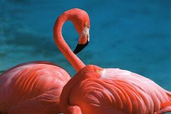 Flamingo Computer Wallpaper Desktop Background Id