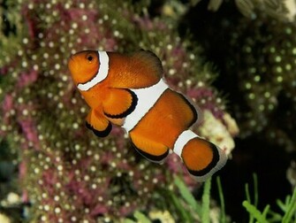 Tags Fish Pics Saltwater Clownfish