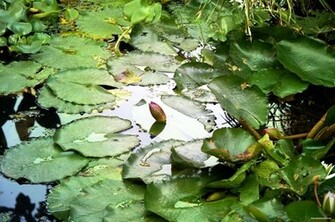 Lily Pads In Pond Desktop Wallpaper