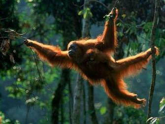 Orangutan Wallpaper X Net