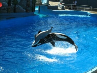 Killer Whale Pictures HD Wallpaper