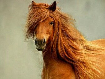 Cool Horse Wallpaper