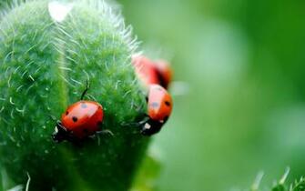 Ladybug Computer Wallpaper Desktop Background Id