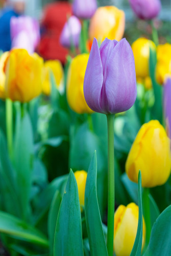 Tulip Wallpaper For iPhone