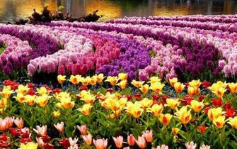 Spring Tulip Hyacinth Flower Flowers