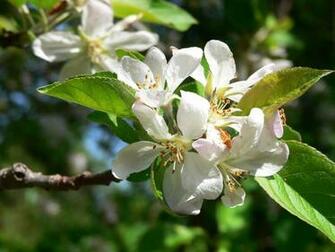Apple Blossom Flower Wallpaper