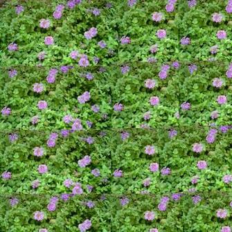 File Purple Floral Wallpaper Jpg