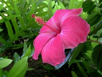 Hibiscus Wallpaper Flower Image And Desktop
