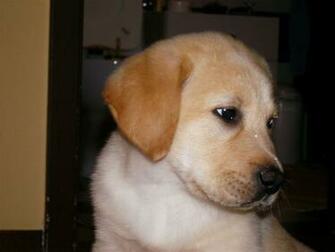 Labrador Retriever Wallpaper Border Desktop