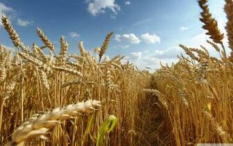Crops Ultra HD Desktop Background Wallpaper For 4k UHD Tv Multi