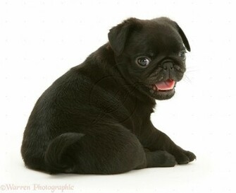 Pug Puppies Wallpaper White Cool HD