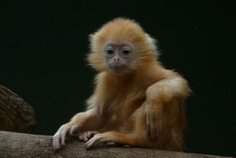 Adorable Baby Monkey Wallpaper Celebrity