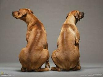 Animals Dogs Rhodesian Ridgeback Wallpaper