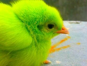 Chickens Chicken Chicks Baby Birds Wallpaper People
