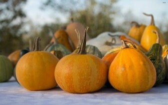 Pumpkins Wallpaper Photography