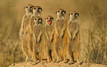 Funny Animal Desktop Wallpaper On