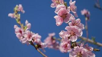 Peach Blossoms Wallpaper