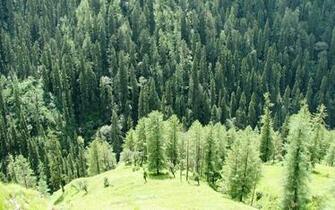 Nature Wallpaper Thuja Cedrus Forest Trees Kanol Widescreen