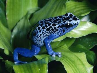 Frog Wallpaper Desktop Background