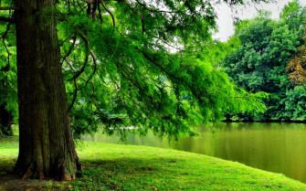 Green Tree Wallpaper
