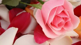 Very Pretty Pink Rose Laying Down Hq Wallpaper
