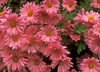 Pink Daisy Background Image Amp Pictures Becuo