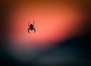 Hq Spider Pictures Image