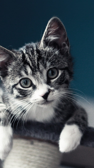 Mobile Cat Wallpaper