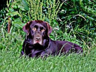 Chocolate Lab Photos Desktop Background Wallpaper