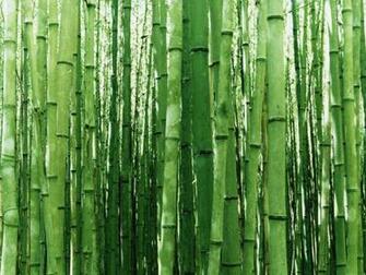 Nature Plants Bamboo Thicket Wallpaper