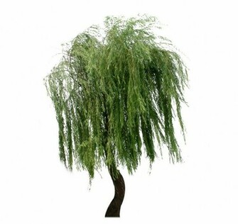 Weeping Willow Tree Pictures Trees And Flowers