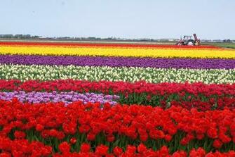 Tulip Fields Tulips Field Flower Flowers Wallpaper Background