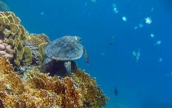 Turtle Background