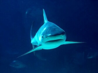 Tiger Shark Wallpaper Beautiful