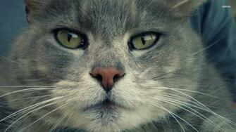 Angry Cat Wallpaper HD