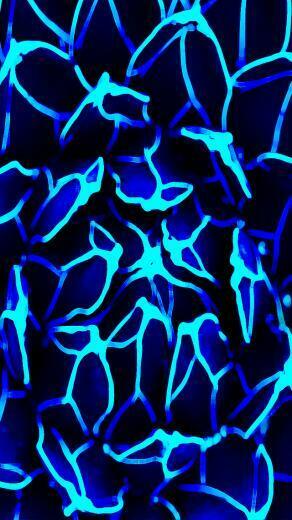 Blue Flower HD Wallpaper For iPhone