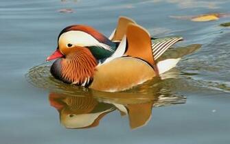 October By Stephen Comments Off On Mandarin Duck Wallpaper